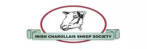 irish-charollais-sheep-society